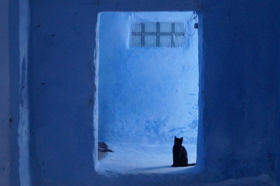 This cat lived in the house next to our hotel. The entire entryway to the house was painted blue, even the ceiling.
