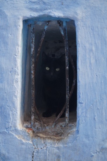 Look closely - there's a cat inside this blue window.