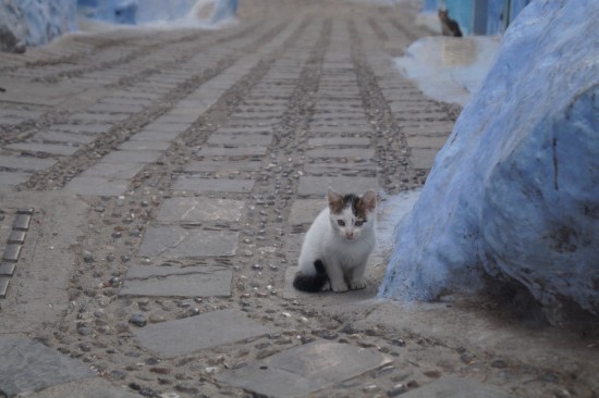 Where there are cats there are also kittens!