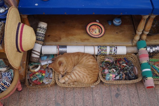 A cat sleeping in a basket on the main street in the center of the medina.