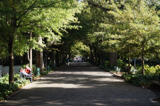 Tree-lined walkway alongside The Company's Garden in down town Cape Town.