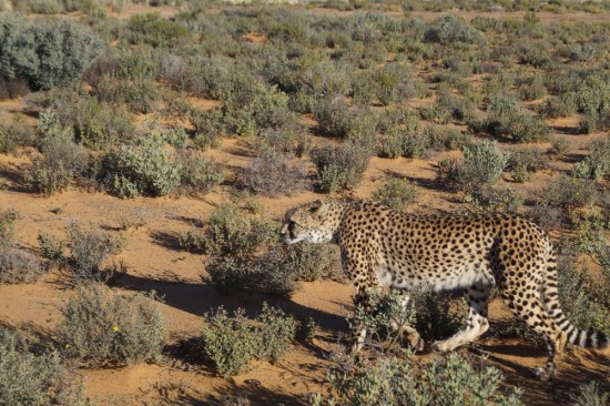 After the elephant excitement, we saw some cheetahs!