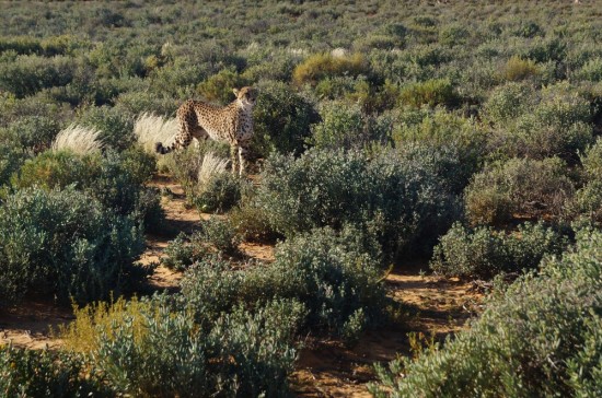 Another cheetah.