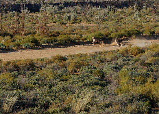 Inverdoorn operates a cheetah rehab program for animals rescued from "breeders". Unable to be returned to the wild, they nevertheless let them run down this long track. It was an amazing experience - they are so fast! Click to zoom in.