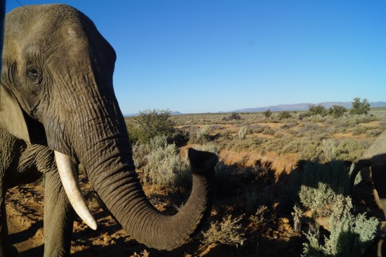 The first animal we came across was this Elephant. He walked right by our vehicle, passing about 10 inches from my face.