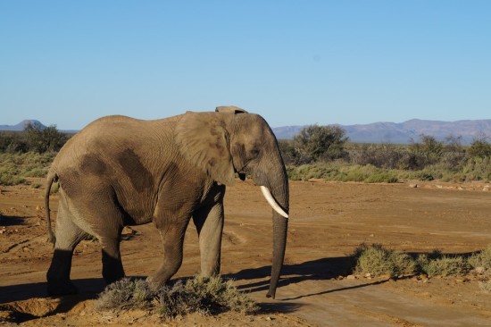 The elephants like to follow the roads for some reason.