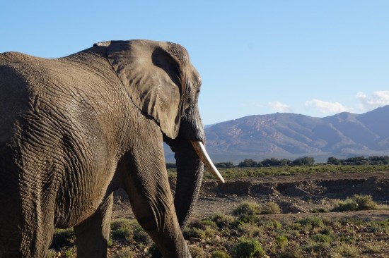 Just after our first encounter, the same elephant in better lighting.
