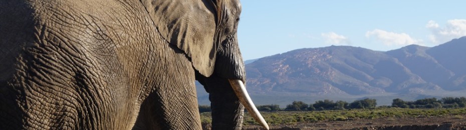 Photos: Inverdoorn Game Reserve