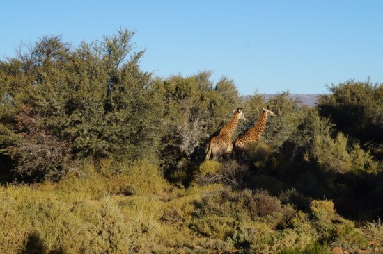 After the cheetahs, we went in search of giraffes. They proved to be the most camera-shy, running away whenever we got close.
