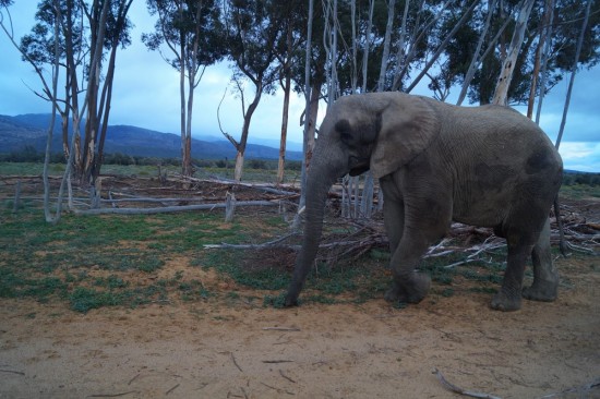 One of our elephant friends. You an see he's missing a tusk - he is also a rescued animal. The downed trees in the background were felled by the elephants. If they can't reach the top branches, they just pull the whole tree down.