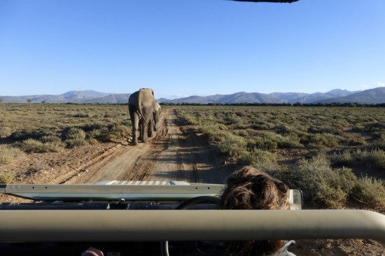 Toward the end of the drive, we were off to enjoy some outdoor snacks and warm beverages, and we ran into our elephant friends again.