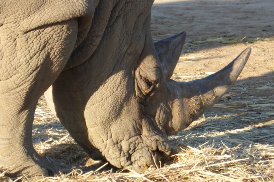 Rhino. Sadly, they have to lure their rhinos to a specific spot every afternoon using this hay so that they can follow them around all night to protect them from poachers.