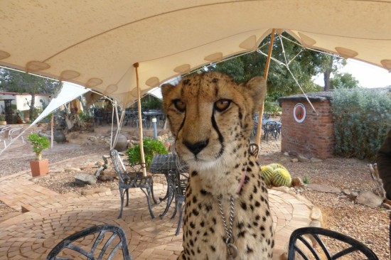 This is Velvet. She was injured as a cub and cannot survive in the wild. She's been domesticated.