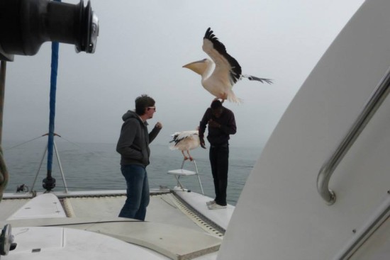 This poor guy had a wild pelican land on his head.